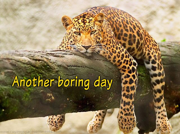 Click to Enlarge

Name: leopard-boring-day.jpg
Size: 123 KB