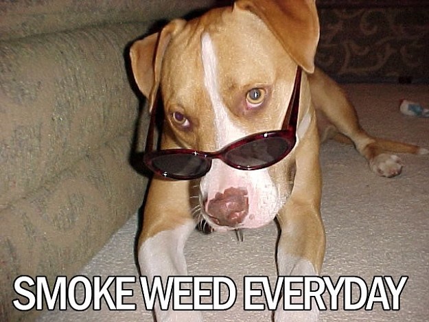 Click to Enlarge

Name: cooldog_anonib34.jpg
Size: 68 KB
