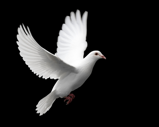Click to Enlarge

Name: dove.jpg
Size: 35 KB