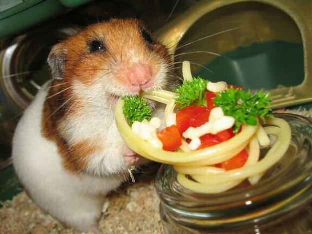 Click to Enlarge

Name: lunch.jpg
Size: 47 KB