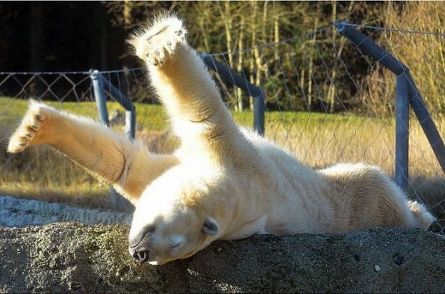 Click to Enlarge

Name: polar-bear-stretch.jpg
Size: 69 KB