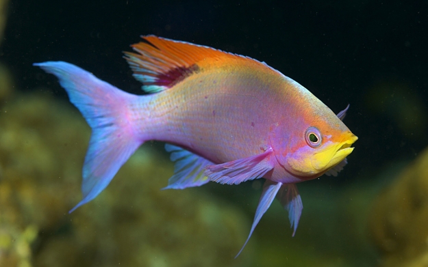 Click to Enlarge

Name: Animals_Under_water_Beautiful_fish_019359_.jpg
Size: 185 KB