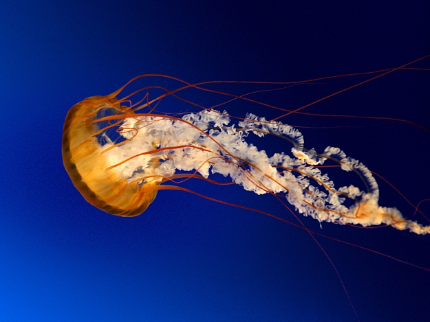 Click to Enlarge

Name: Jellyfish.jpg
Size: 758 KB