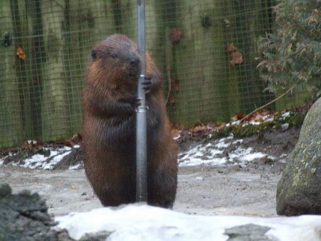 Click to Enlarge

Name: Pole Dancing.jpg
Size: 192 KB