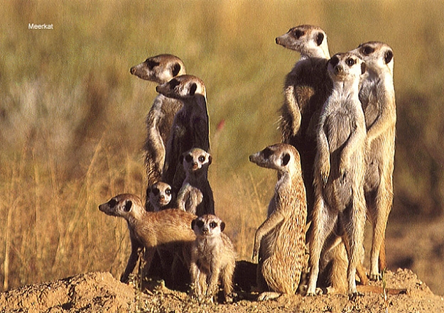 Click to Enlarge

Name: meerkats.jpg
Size: 198 KB