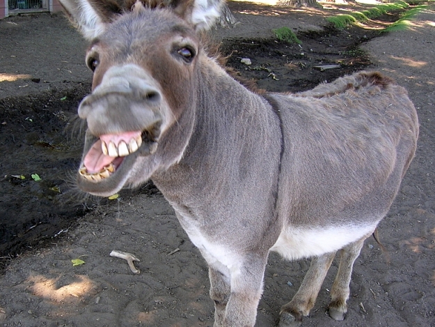 Click to Enlarge

Name: donkey.jpg
Size: 427 KB