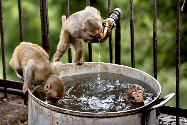 Click to Enlarge

Name: monkeys.jpg
Size: 59 KB