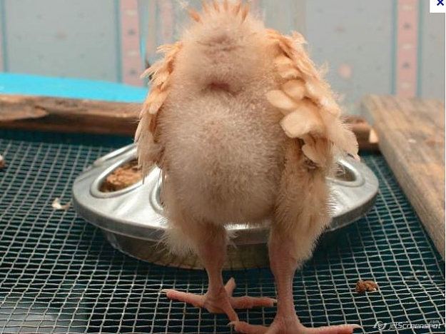 Click to Enlarge

Name: chicken.jpg
Size: 62 KB