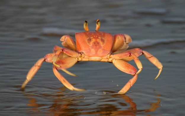 Click to Enlarge

Name: Walking+Crabs.jpg
Size: 34 KB