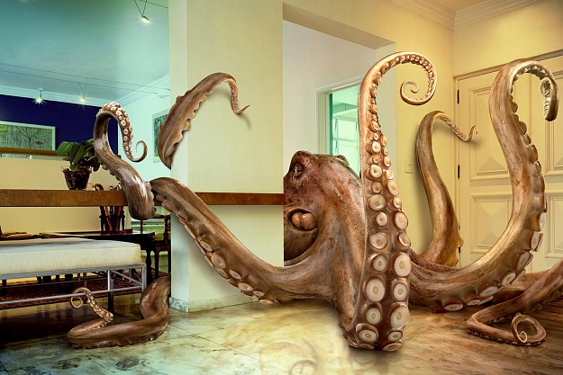 Click to Enlarge

Name: octopus.jpg
Size: 198 KB
