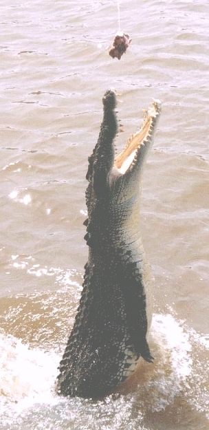Click to Enlarge

Name: crocodile1.jpg
Size: 85 KB